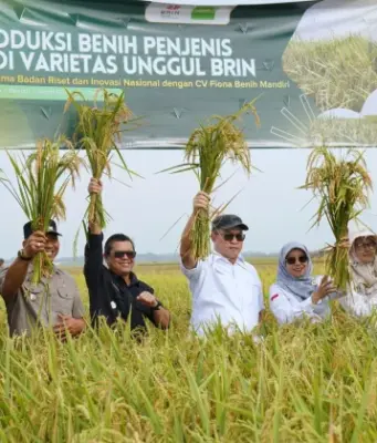 Wabup Subang Panen Benih Padi Unggul Hasil Riset BRIN benih padi unggul BRIN