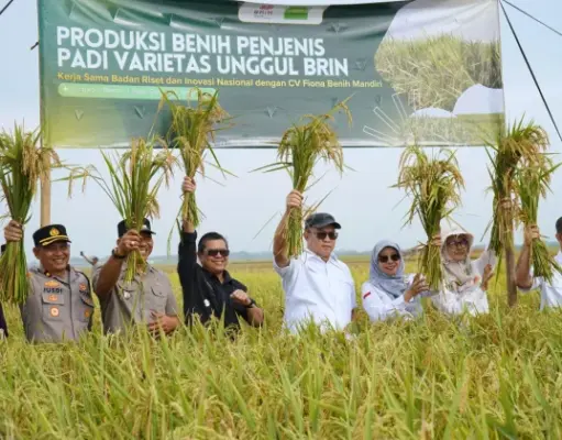 Wabup Subang Panen Benih Padi Unggul Hasil Riset BRIN benih padi unggul BRIN