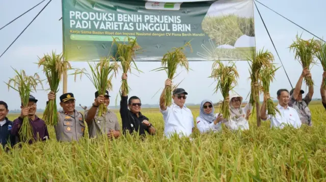 benih padi unggul BRIN