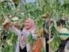 Wisata Petik Melon Subang Gunakan Teknologi Hidroponik Wisata Petik Melon Subang