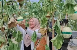 Wisata Petik Melon Subang Gunakan Teknologi Hidroponik Wisata Petik Melon Subang