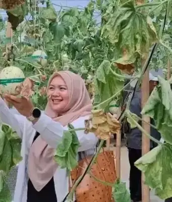 Wisata Petik Melon Subang Gunakan Teknologi Hidroponik Wisata Petik Melon Subang