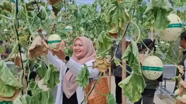 1784953606-720x405 Wisata Petik Melon Subang