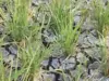 Ratusan Hektar Sawah Rancadaka Terancam Gagal Panen Krisis Air Sawah Rancadaka