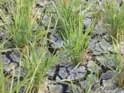Ratusan Hektar Sawah Rancadaka Terancam Gagal Panen Krisis Air Sawah Rancadaka