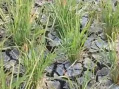 Ratusan Hektar Sawah Rancadaka Terancam Gagal Panen Krisis Air Sawah Rancadaka