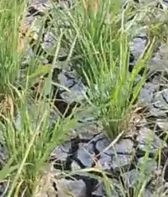 Ratusan Hektar Sawah Rancadaka Terancam Gagal Panen Krisis Air Sawah Rancadaka
