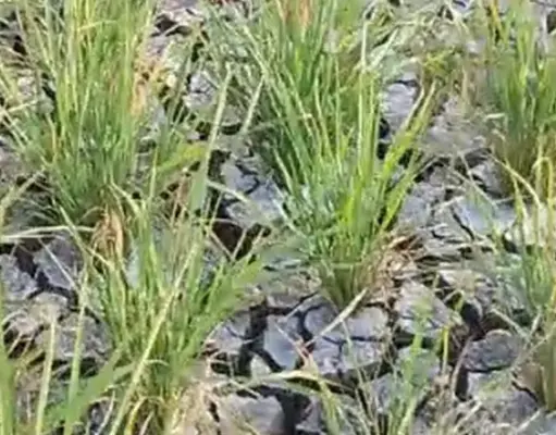 Ratusan Hektar Sawah Rancadaka Terancam Gagal Panen Krisis Air Sawah Rancadaka