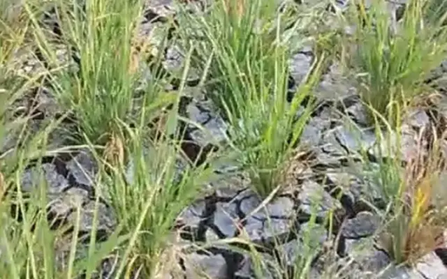 Krisis Air Sawah Rancadaka