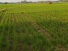Ratusan Hektar Sawah di Subang Terancam Gagal Panen Kekeringan Sawah Subang