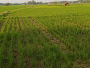 Ratusan Hektar Sawah di Subang Terancam Gagal Panen Kekeringan Sawah Subang