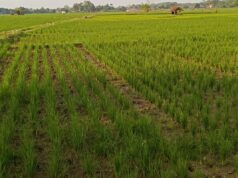Ratusan Hektar Sawah di Subang Terancam Gagal Panen Kekeringan Sawah Subang