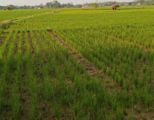 Ratusan Hektar Sawah di Subang Terancam Gagal Panen Kekeringan Sawah Subang