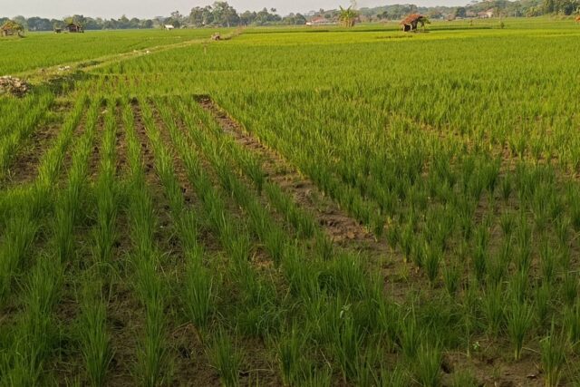 6a46302e5b5f4 Kekeringan Sawah Subang