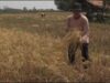 Kekeringan di Subang Paksa Petani Cipeundeuy Panen Dini Kekeringan di Subang