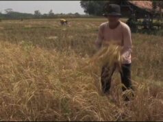 Kekeringan di Subang Paksa Petani Cipeundeuy Panen Dini Kekeringan di Subang