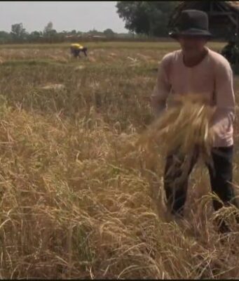 Kekeringan di Subang Paksa Petani Cipeundeuy Panen Dini Kekeringan di Subang