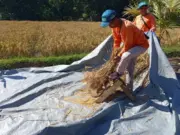 Panen Padi Organik Subang di Dawuan Melonjak Drastis padi organik Subang