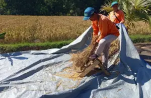 Panen Padi Organik Subang di Dawuan Melonjak Drastis padi organik Subang