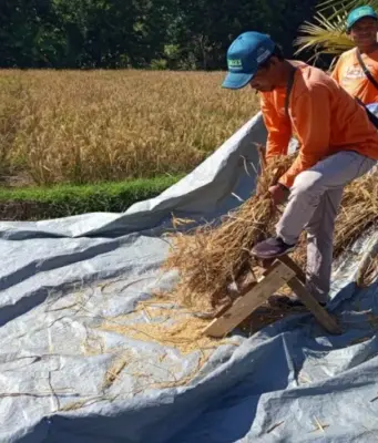Panen Padi Organik Subang di Dawuan Melonjak Drastis padi organik Subang