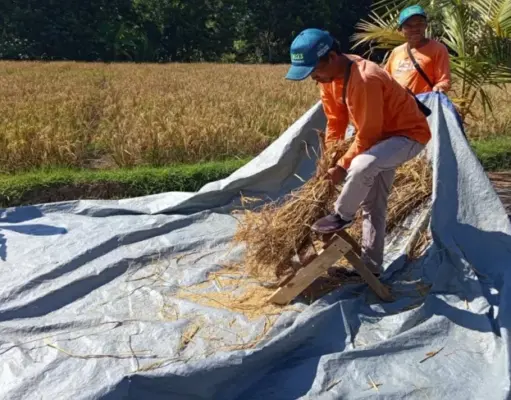 Panen Padi Organik Subang di Dawuan Melonjak Drastis padi organik Subang