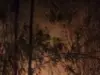 Kebakaran Kebun Bambu di Pagaden Barat: Damkar Subang Sigap Bertindak Kebakaran kebun bambu di Pagaden Barat