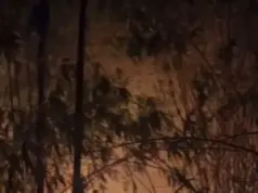 Kebakaran Kebun Bambu di Pagaden Barat: Damkar Subang Sigap Bertindak Kebakaran kebun bambu di Pagaden Barat