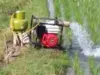 Petani Pantura Subang Terancam Gagal Panen Akibat Kemarau Petani Pantura Subang