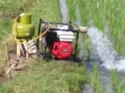 Petani Pantura Subang Terancam Gagal Panen Akibat Kemarau Petani Pantura Subang
