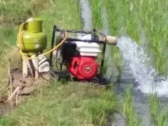 Petani Pantura Subang Terancam Gagal Panen Akibat Kemarau Petani Pantura Subang