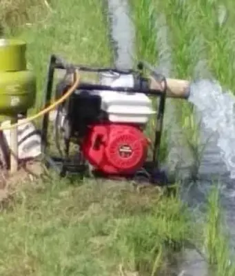 Petani Pantura Subang Terancam Gagal Panen Akibat Kemarau Petani Pantura Subang