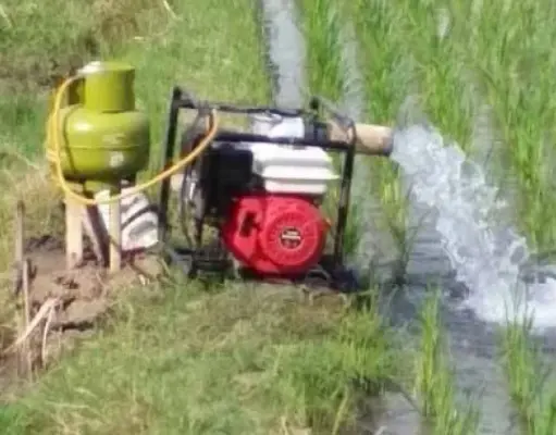 Petani Pantura Subang Terancam Gagal Panen Akibat Kemarau Petani Pantura Subang