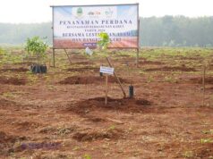 Revitalisasi Kebun Karet Jalupang: Langkah Taktis Pemprov Jabar Pulihkan Fungsi Lahan revitalisasi Kebun Karet Jalupang