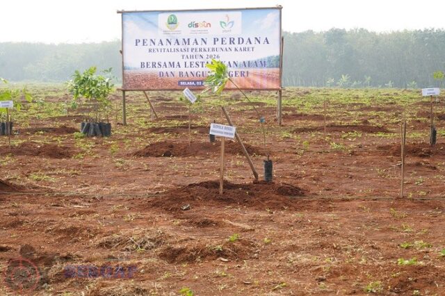 revitalisasi Kebun Karet Jalupang