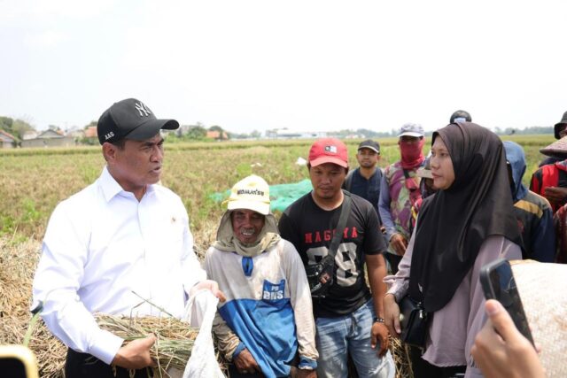 pusat benih padi di Subang 